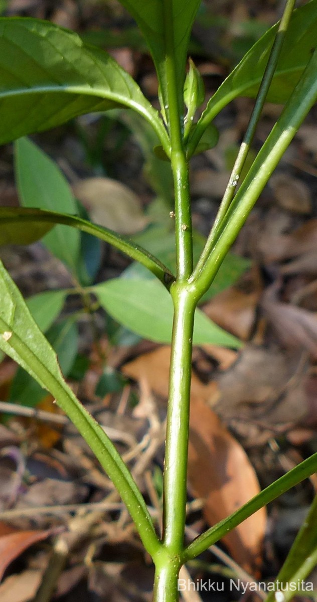Crossandra infundibuliformis subsp. arida L.H.Cramer
